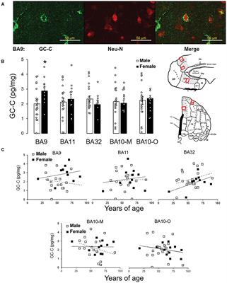 Expression of guanylate cyclase C in human prefrontal cortex depends on sex and feeding status